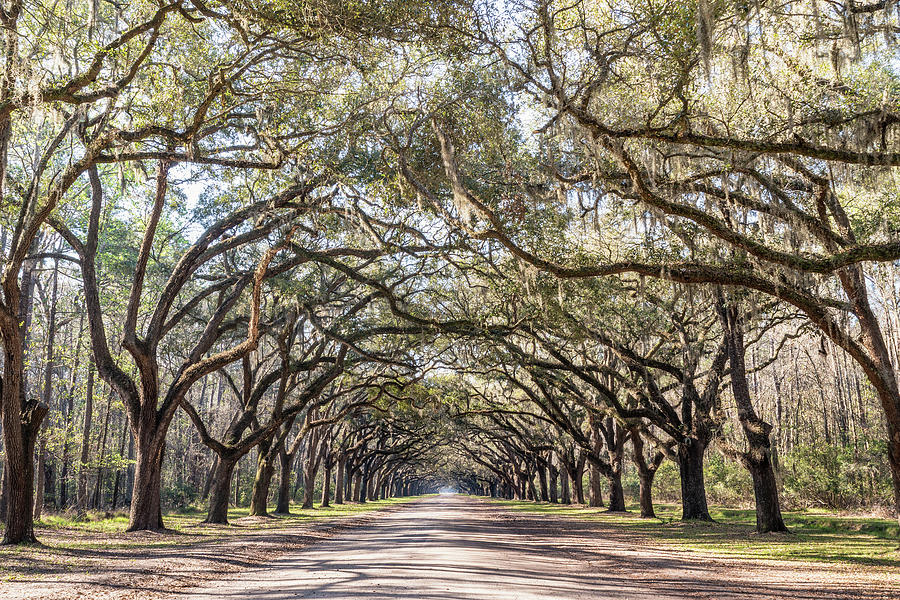 Wormsloe Oak Tree Lined Road, Wormsloe Plantation in Savannah, Georgia Photograph by Dawna Moore Photography