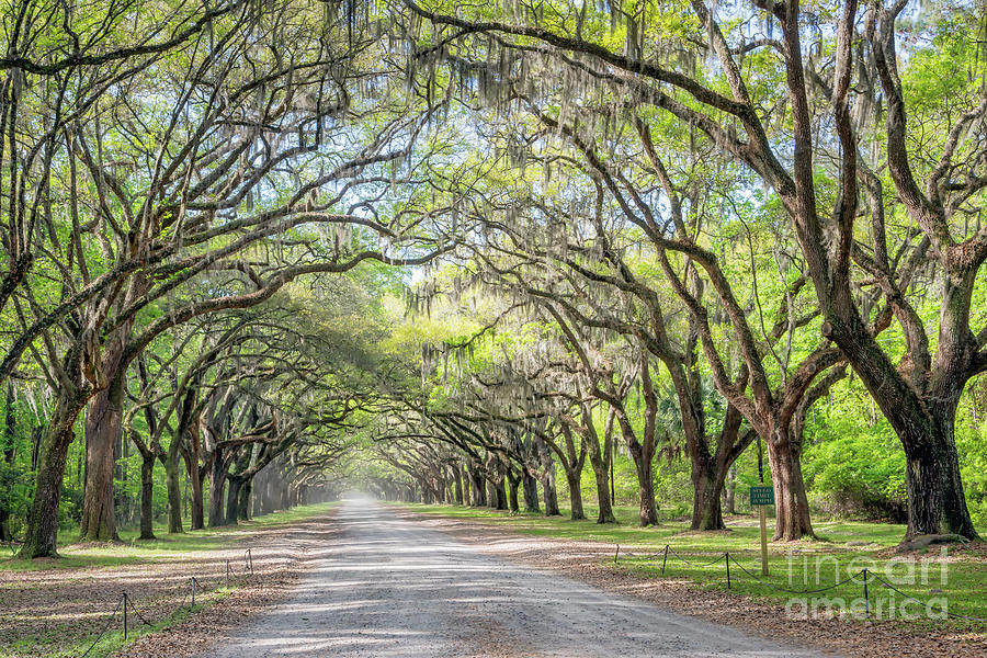 Wormsloe Plantation 116 Photograph by Maria Struss Photography