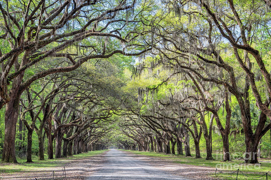Wormsloe Plantation 134 Photograph by Maria Struss Photography