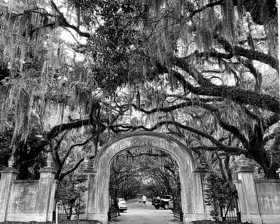Wormsloe Plantation BW Photograph by Lee Darnell