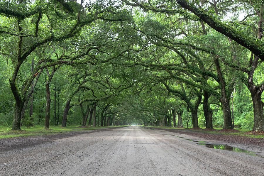 Wormsloe Plantation by Kenny Nobles Wormsloe Plantation by Kenny Nobles