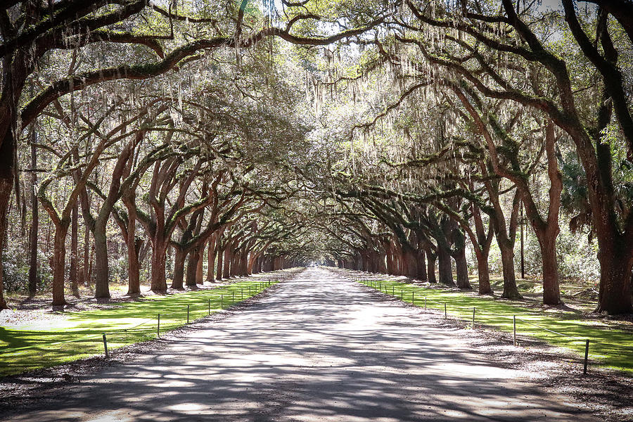 Wormsloe Plantation Oak Avenue - Savannah Digital Art by Matt ...