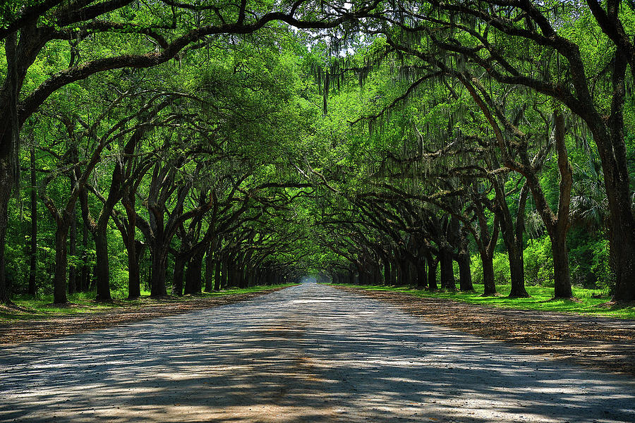 Wormsloe Plantation Road Photograph by Dan Sproul