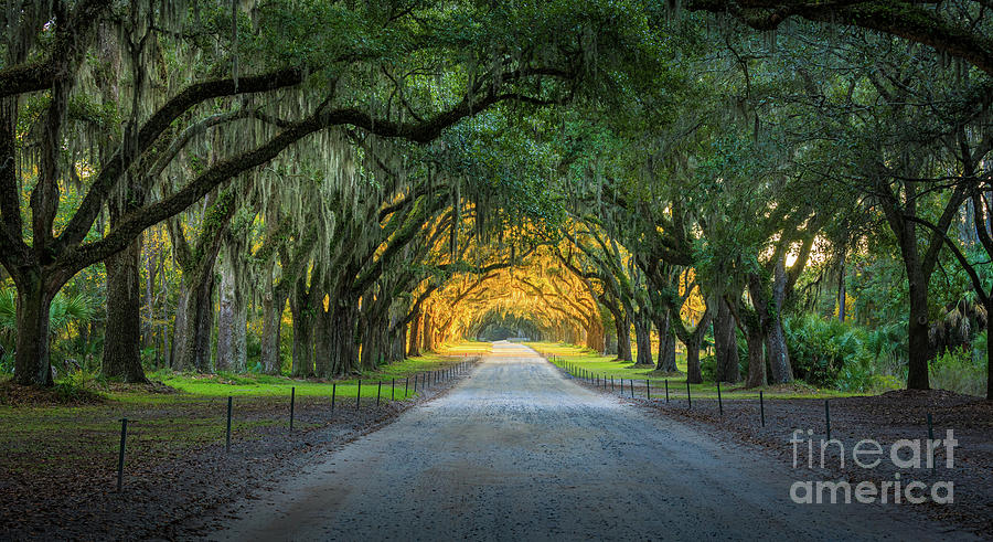 Architecture Photograph - Wormsloe Road by Inge Johnsson
