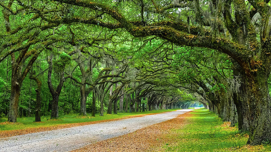 Wormsloe Tree Lined Drive off angle version 2 Photograph by Clyn ...