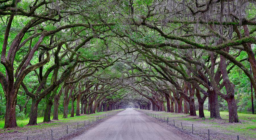 Wormsloe Tunnel Vision Photograph by Frozen in Time Fine Art ...