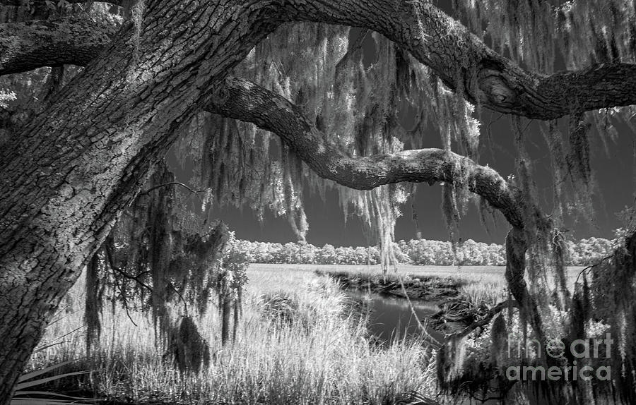 Wormsloe Wetlands Photograph by Amy Curtis