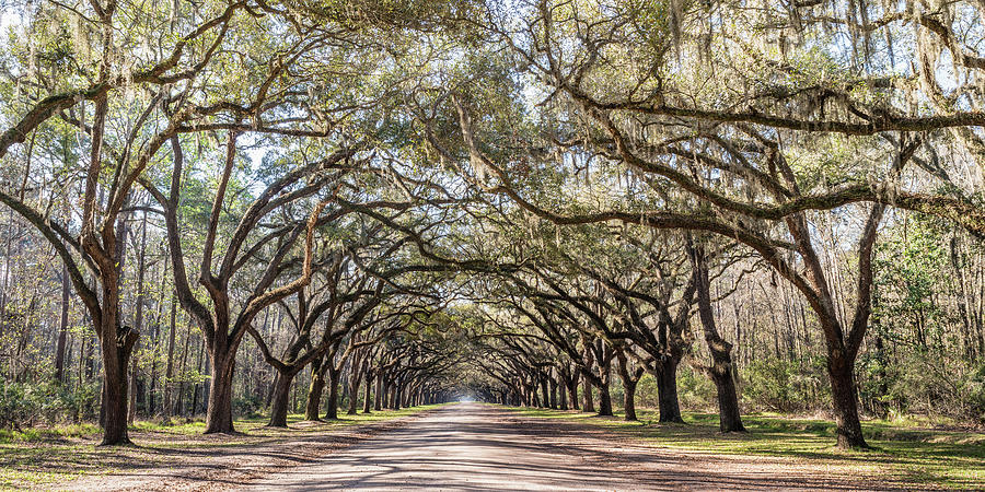 Wormsloes Avenue of Oaks Pano, Wormsloe Plantation, Savannah, Georgia Photograph by Dawna Moore Photography