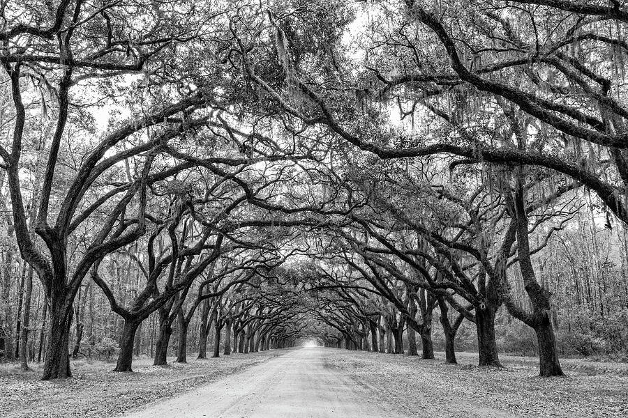 Wormsloes Avenue of Oaks, Wormsloe Plantation, Savannah, Georgia Photograph by Dawna Moore Photography