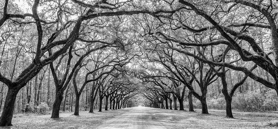 Wormsloes Oak Tree Road Pano, Wormsloe Plantation, Savannah, Georgia Photograph by Dawna Moore Photography