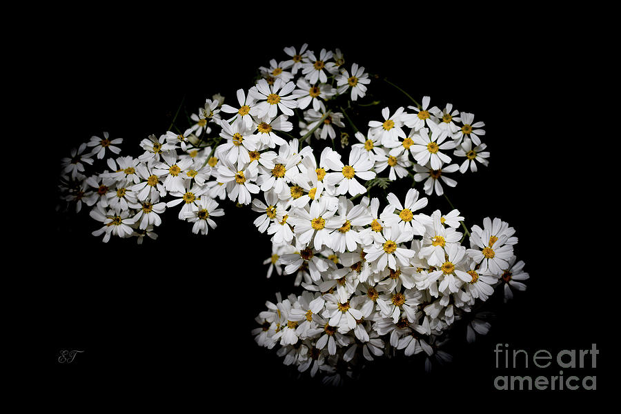 Wormwood Flower Photograph by Elaine Teague
