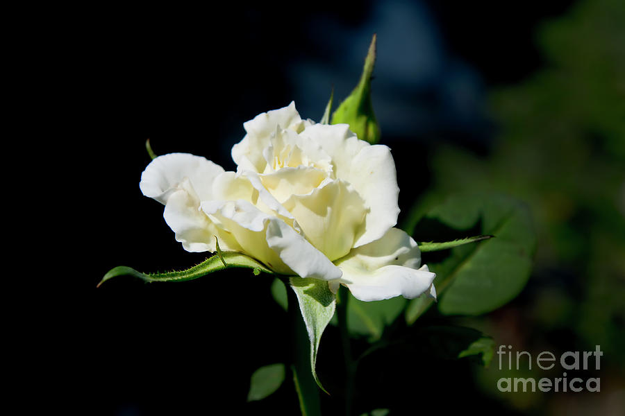 Worth The Wait For This White Rose To Bloom Photograph by Al Bourassa