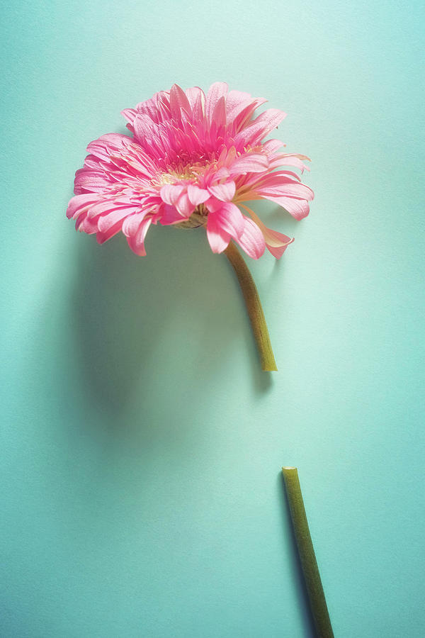 Wounded Pink Gerbera  Photograph by Carlos Caetano