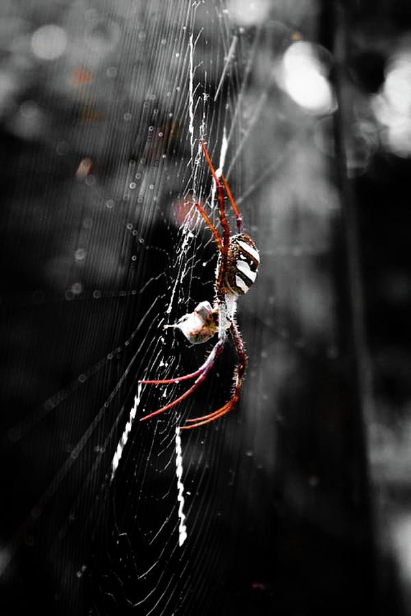 Spider Photograph - Woven Beauty by Teresa Trotter