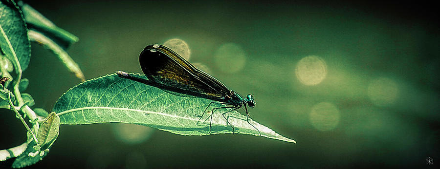 Woven Dragon Fly Wings Photograph by Kelly Larson