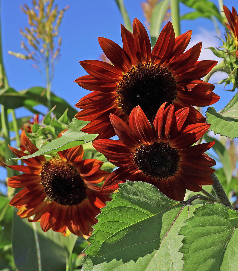 Wow  Red Sunflowers #2 Photograph by Allen Beatty