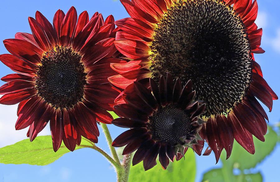 Wow  Red Sunflowers Photograph by Allen Beatty