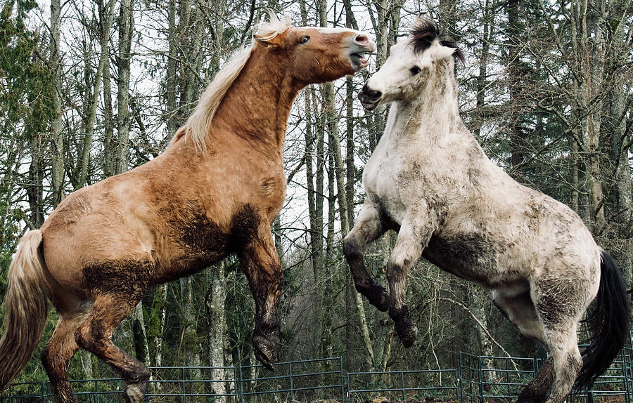 Wrastle Photograph by Listen To Your Horse