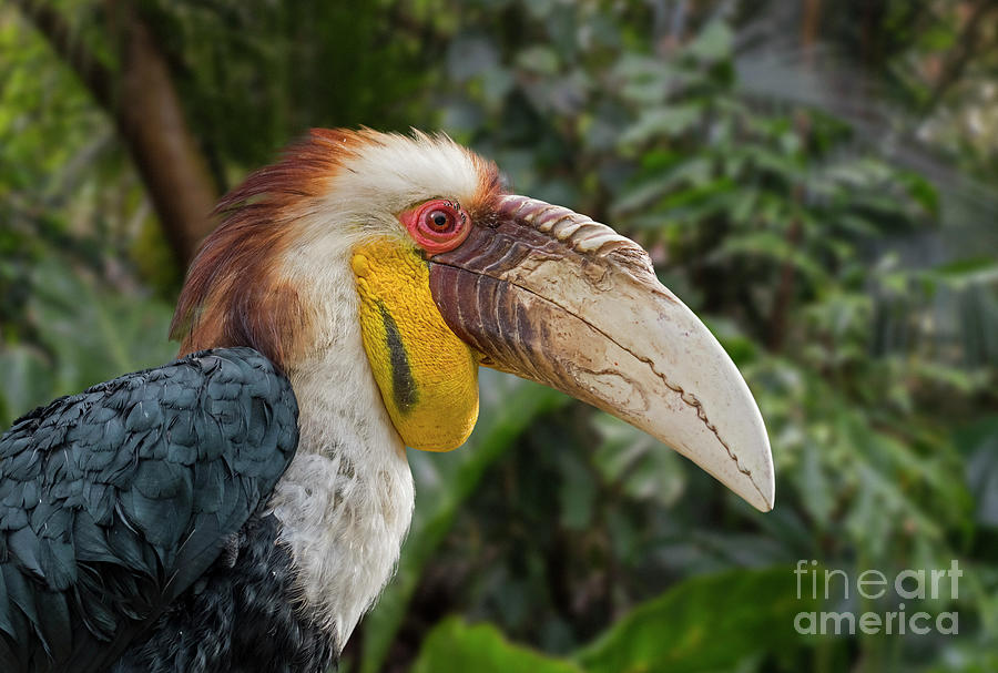 Wreathed Hornbill Photograph by Arterra Picture Library
