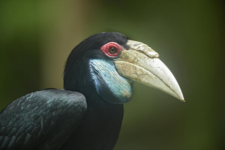Hornbill Photograph - Wreathed Hornbill Malaysia Female by Tim Fitzharris
