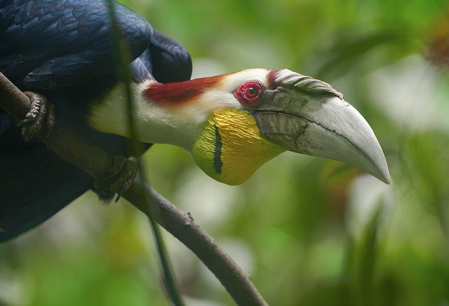 Hornbill Photograph - Wreathed Hornbill Malaysia I by Tim Fitzharris