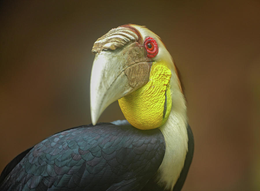Hornbill Photograph - Wreathed Hornbill Malaysia II by Tim Fitzharris