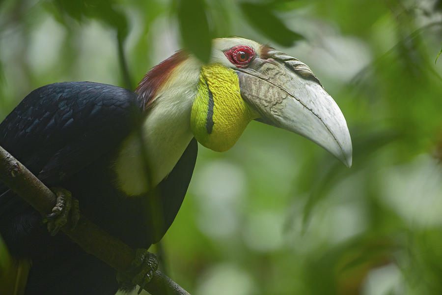 Hornbill Photograph - Wreathed Hornbill Malaysia III by Tim Fitzharris