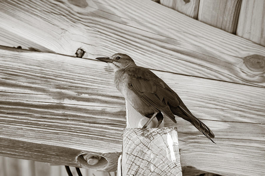 Wren in Rafters Photograph by Marilyn Hunt