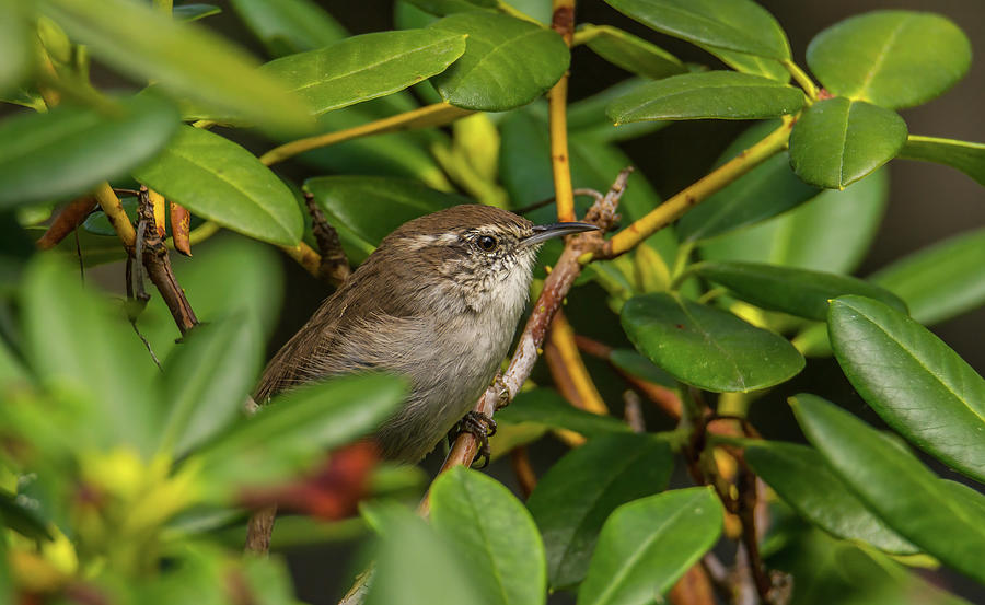 Wren In Rhododendron Photograph