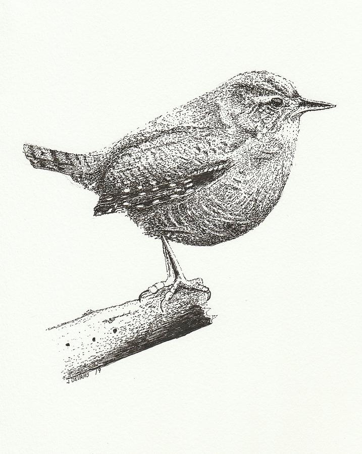 Wren Drawing by Jim DeVries Fine Art America