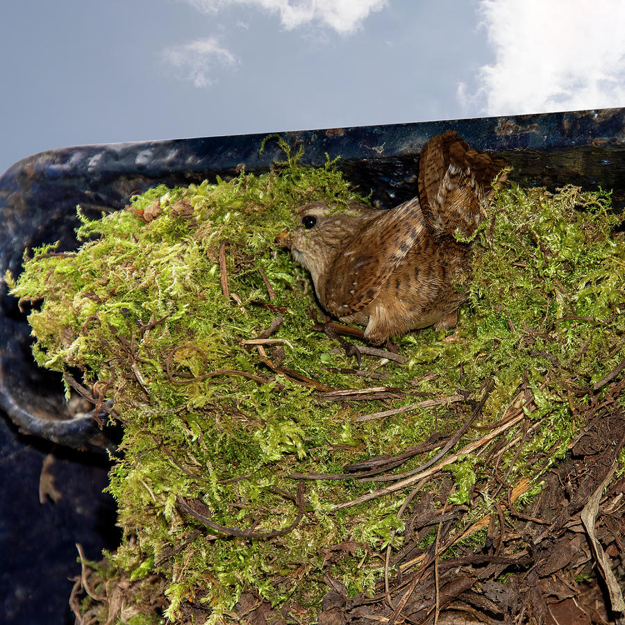 Wren nest building Photograph by Steev Stamford