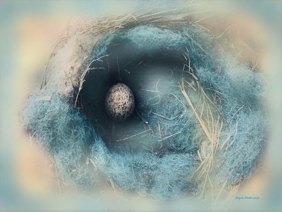 Wren Nest in Blue Photograph by Angela Davies