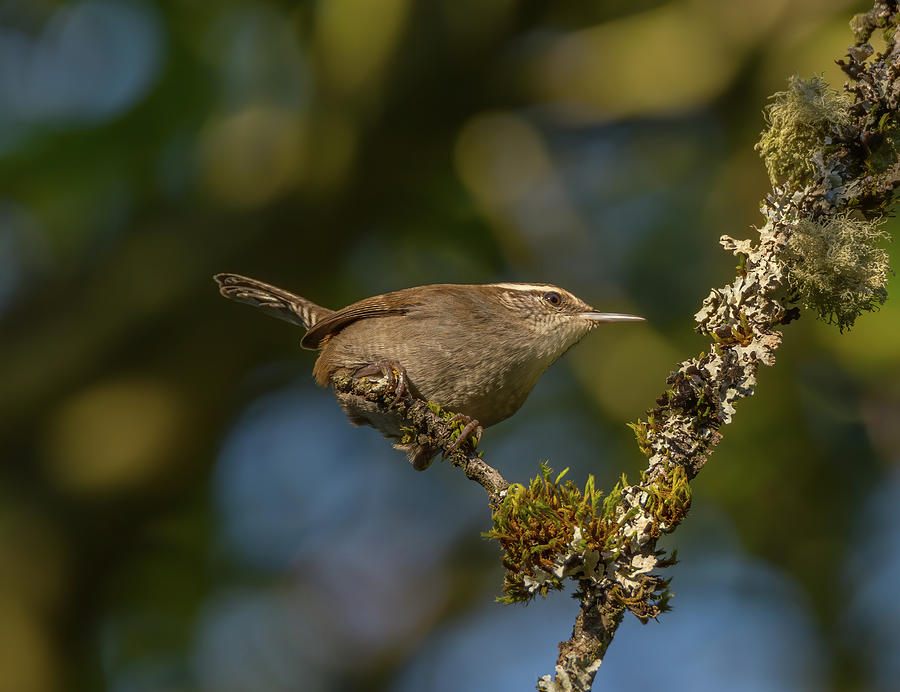 Wren Portrait With Moss And Lichen Photograph