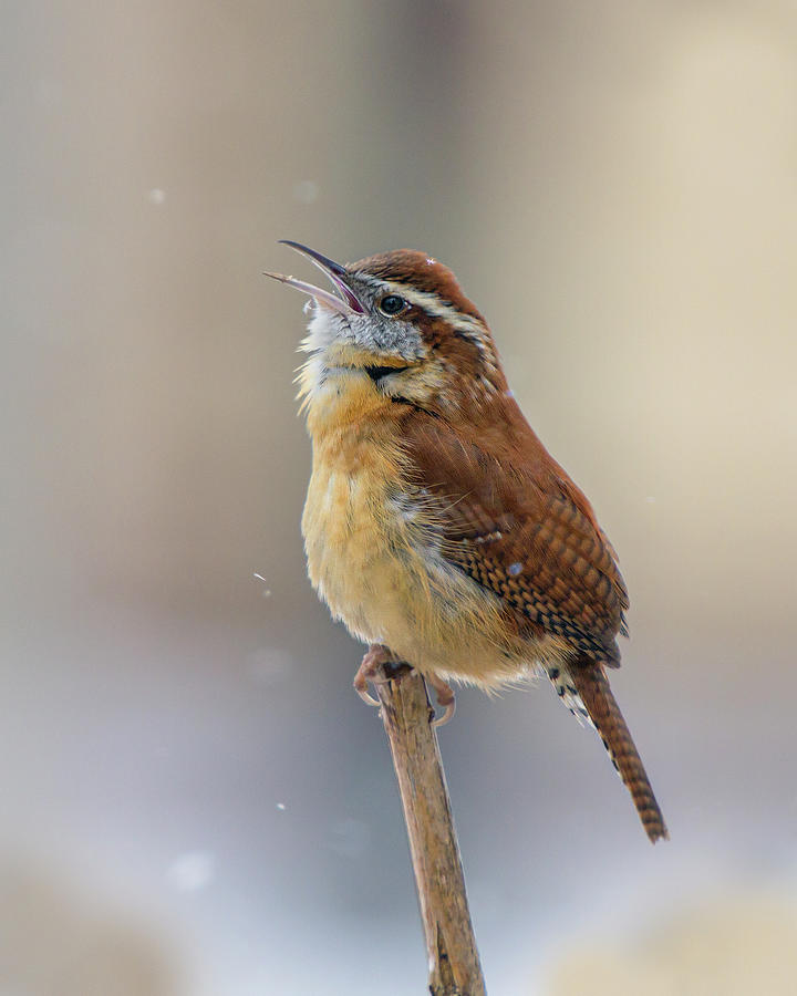 Wren Song Photograph by Timothy McIntyre