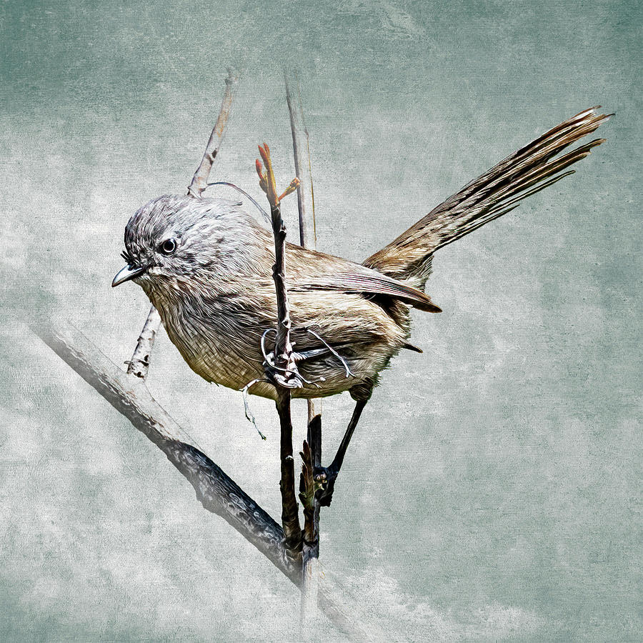 Wrentit on the Move Photograph by Mike Gifford