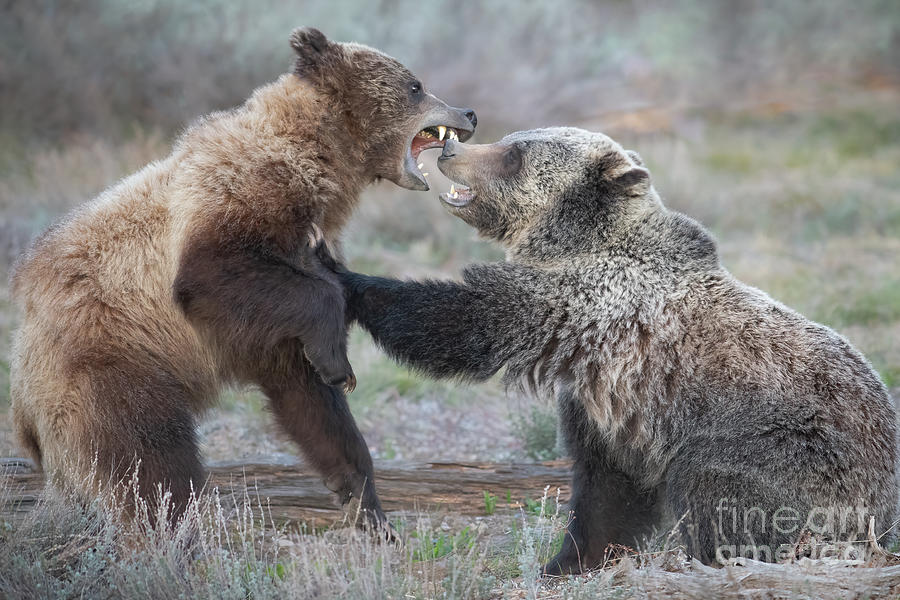 Wrestling Bears Photograph by Brad Schwarm