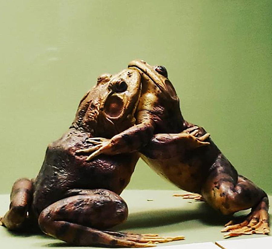 Wrestling Hugging Frogs Photograph by Vicki Noble