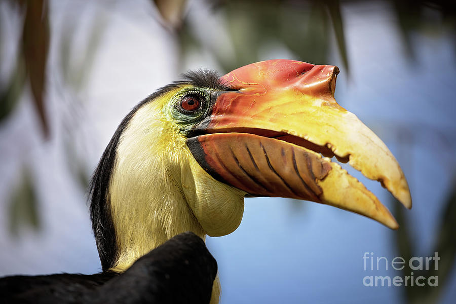 Wrinkled hornbill closeup Photograph by Jane Rix