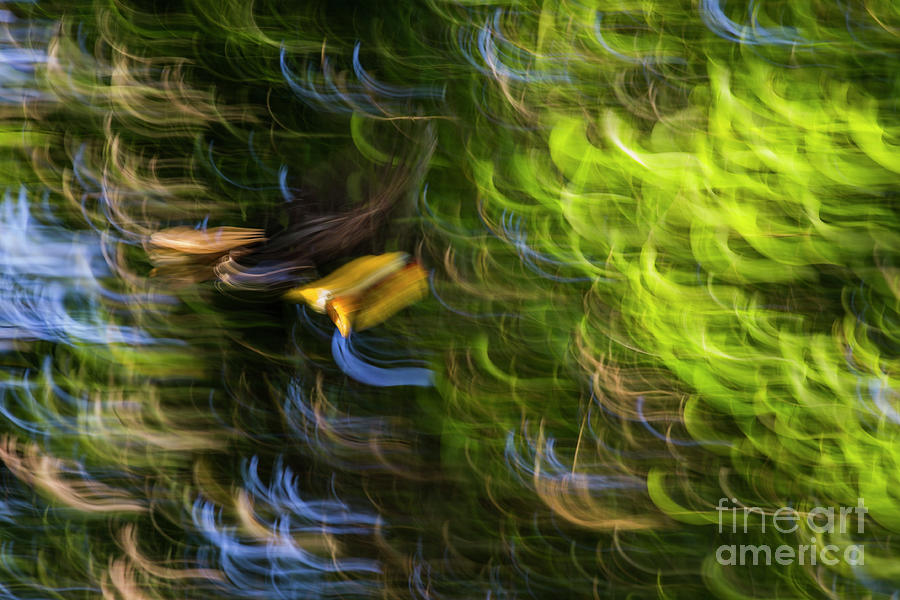 Wrinkled Hornbill Flight Photograph by Sebastian Kennerknecht