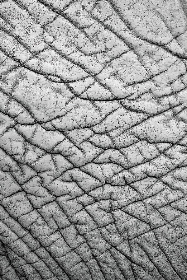 Wrinkles Photograph by Lens Art Photography By Larry Trager