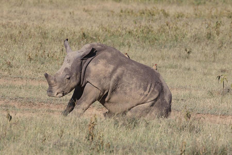 Wrinkly Rhino Photograph by Debbie Blackman - Pixels