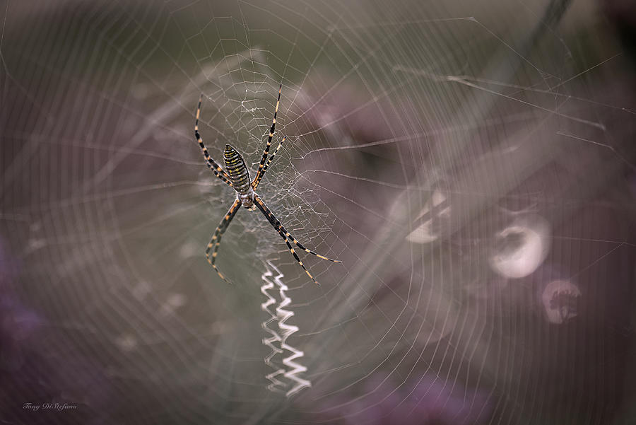Writing Spider mood Photograph by Tony DiStefano