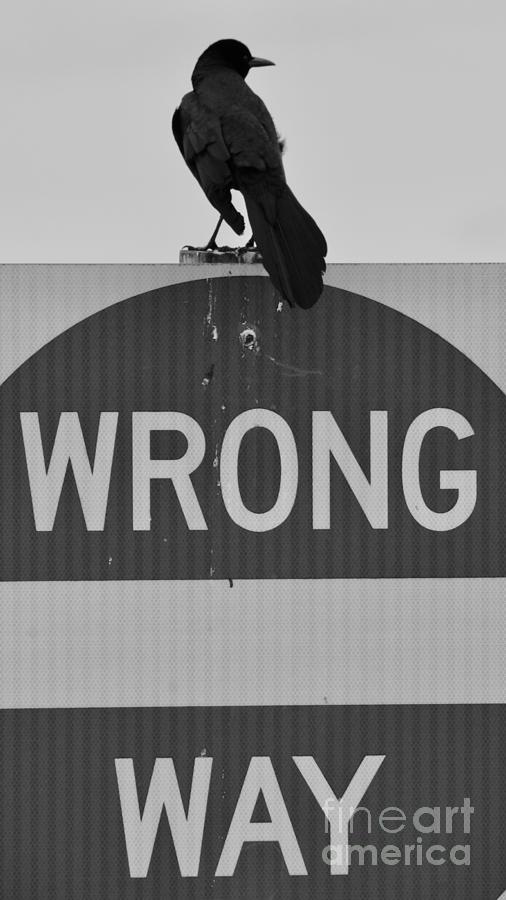 Wrong Way Photograph by AnnaJo Vahle
