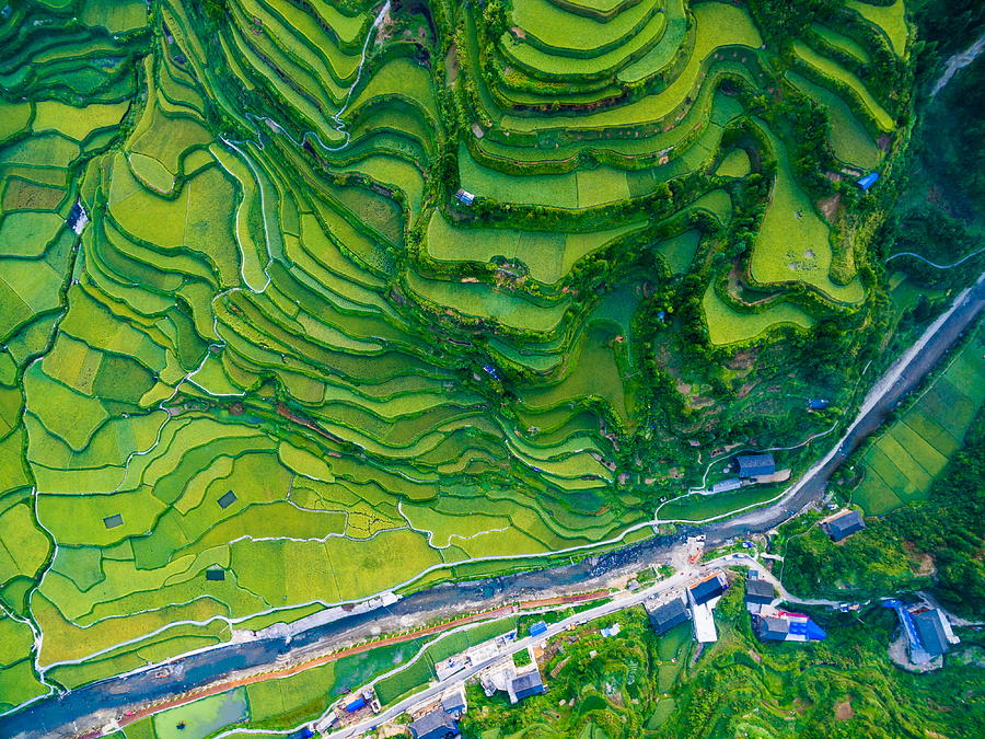 WS AERIAL shot of green rice terraces in morning,Guizhou,China. Photograph by Eastimages