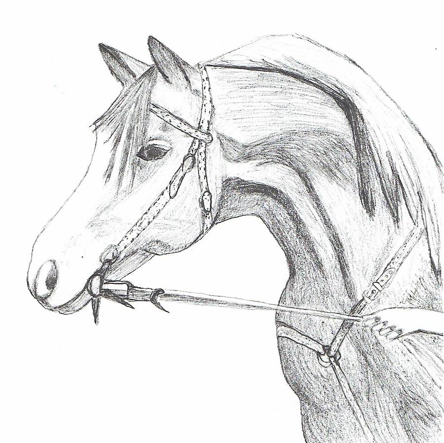 Horse Drawing - W.T. Crystal Image by Bonnie McKeegan Horse Drawing - W.T. Crystal Image by Bonnie McKeegan