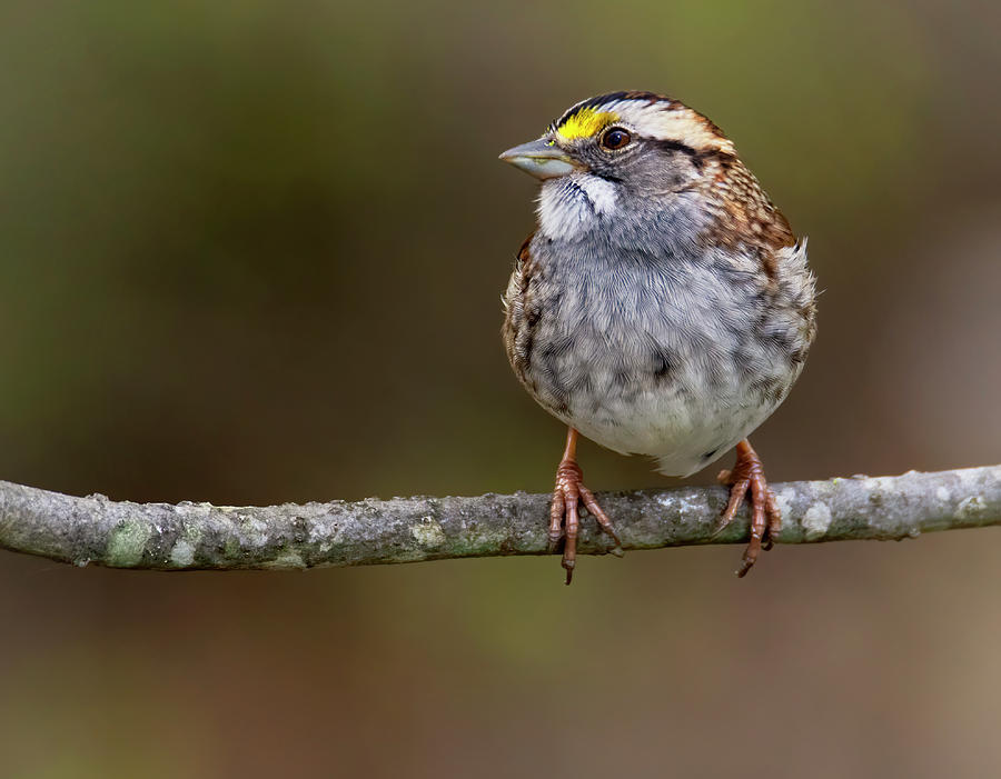 WT Sparrow Photograph by Art Cole