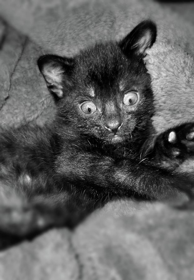 Black And White Photograph - WTF Kitten  by Ally White