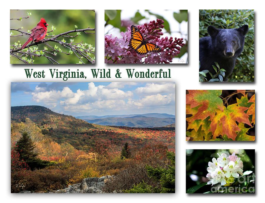 WV State Symbols Photograph by Rosanna Life - Fine Art America