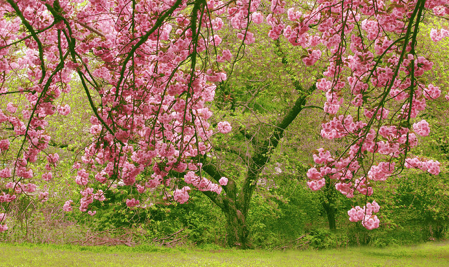Cherry Blossom Veil  Photograph by Jessica Jenney
