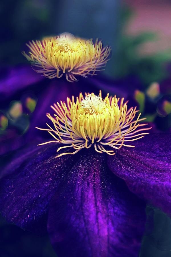 Clematis Couplet Photograph by Jessica Jenney